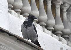 Corvus cornix