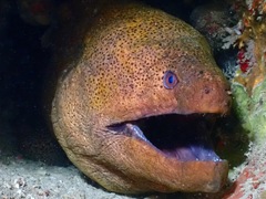 Gymnothorax javanicus