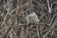 Passer montanus