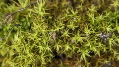Vinealobryum vineale
