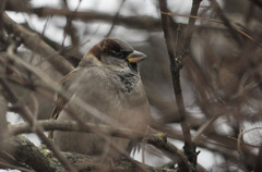 Passer domesticus