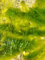 Ulva intestinalis