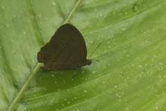 Hermeuptychia harmonia