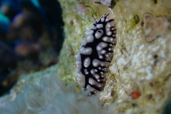 Phyllidiopsis sinaiensis