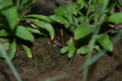 Leptodactylus gracilis
