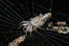 Cyclosa