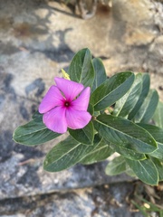 Catharanthus roseus