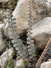 Astrolepis cochisensis