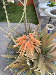 Aloe