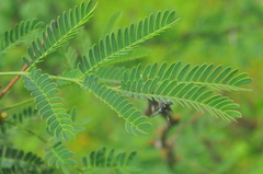 Vachellia farnesiana farnesiana