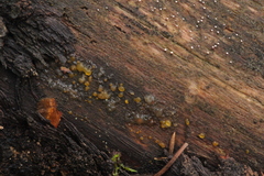 Dacrymyces enatus