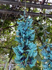 Strongylodon macrobotrys