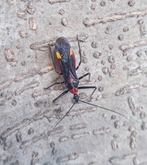 Graptocleptes bicolor
