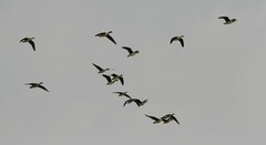 Sarkidiornis melanotos