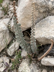 Astrolepis cochisensis