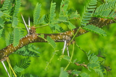 Vachellia farnesiana farnesiana