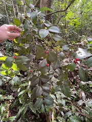 Eugenia pseudopsidium