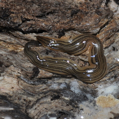 Luteostriata abundans