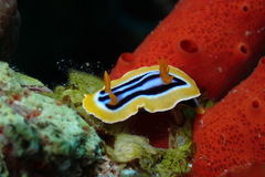 Chromodoris quadricolor