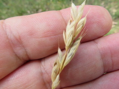 Bromus lithobius