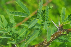 Vachellia farnesiana farnesiana