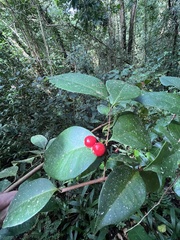 Eugenia pseudopsidium