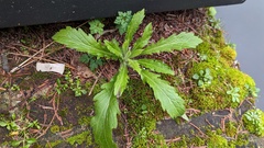 Erigeron sumatrensis