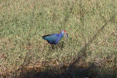 Porphyrio poliocephalus