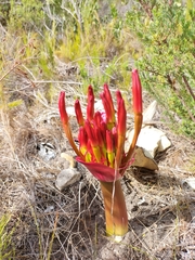 Brunsvigia orientalis