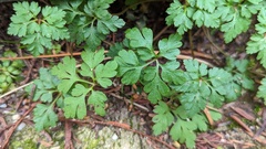 Geranium robertianum