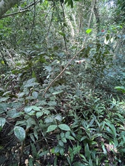 Eugenia pseudopsidium
