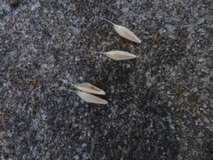 Bromus lithobius