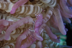 Ancylomenes longicarpus