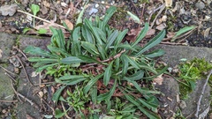 Campanula persicifolia