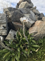 Celmisia spectabilis