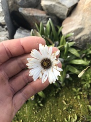 Celmisia spectabilis