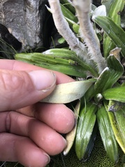 Celmisia spectabilis