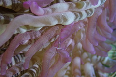 Ancylomenes longicarpus