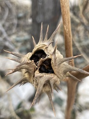 Datura quercifolia