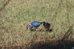 Porphyrio poliocephalus