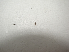 Entomobrya intermedia