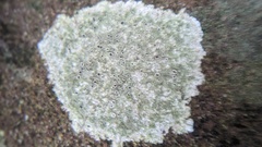 Lecanora campestris