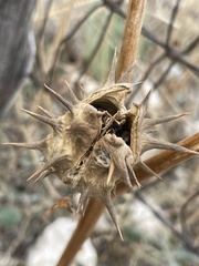 Datura quercifolia