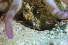 Cuapetes tenuipes