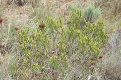 Aspalathus pinguis pinguis