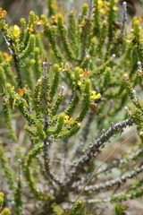 Aspalathus pinguis pinguis