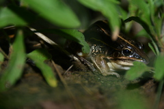 Leptodactylus gracilis