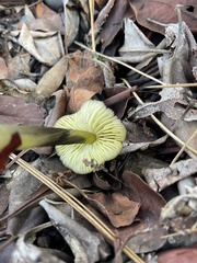 Hygrocybe