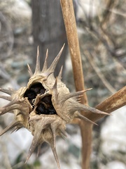 Datura quercifolia