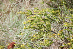 Aspalathus pinguis pinguis